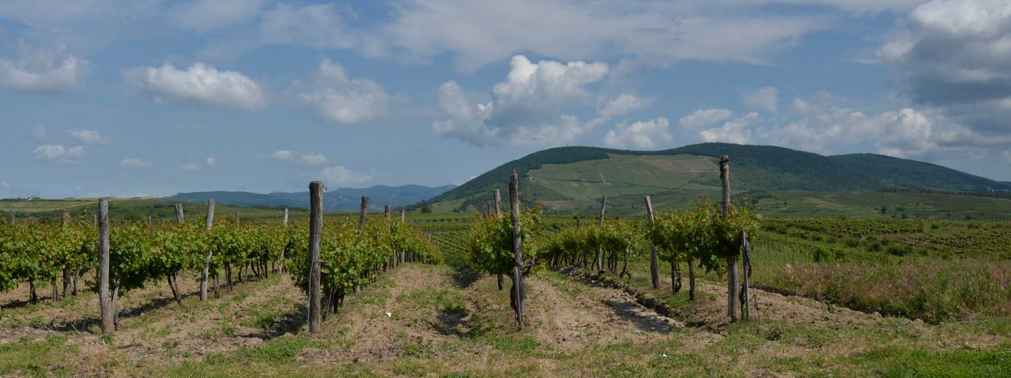 Wine tours around Hungary